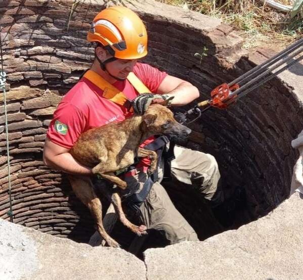 Em Canindé, cachorro cai em cacimba de 15 metros e é resgatado por bombeiros