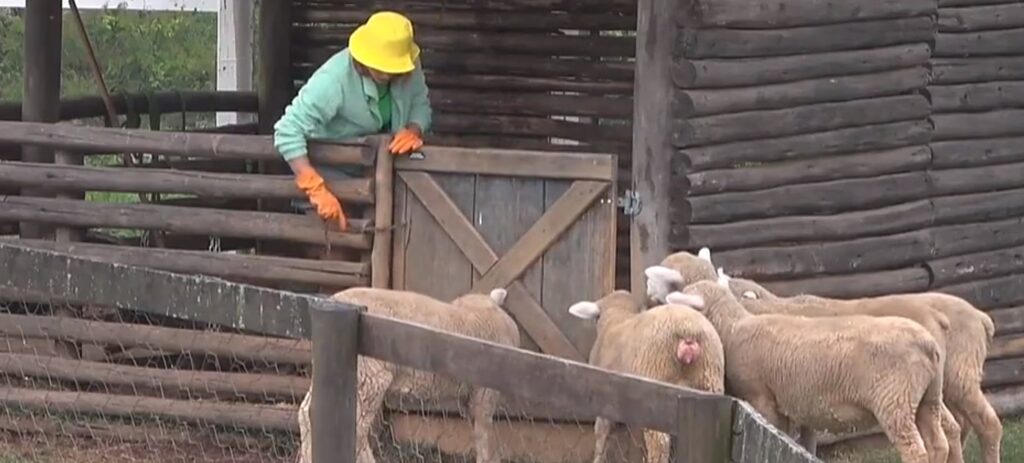 Deborah passa sufoco com porcos em A Fazenda 14