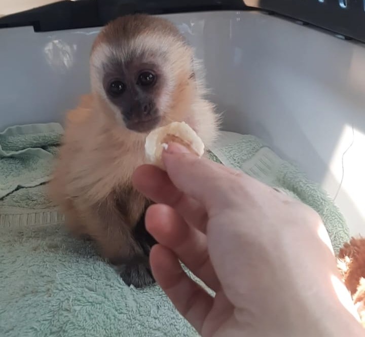 Filhote de macaco-prego é resgatado em Jaguaribe