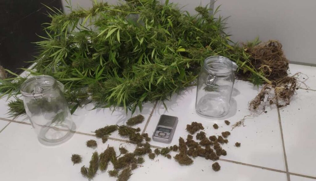 Plantação de maconha é descoberta em Caucaia