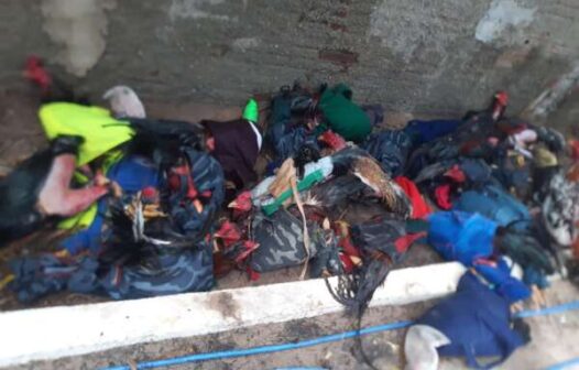 Rinha de galo é desativada e 40 animais são resgatados em Camocim