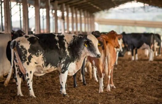 Nova Zelândia propõe taxar arrotos de vacas e irrita agricultores