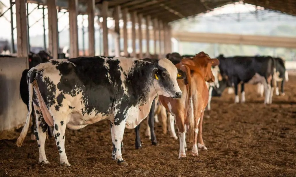 Nova Zelândia propõe taxar arrotos de vacas e irrita agricultores