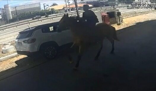 Cavalo furtado é recuperado pela Polícia Militar em terreno baldio de Fortaleza