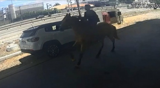 Cavalo furtado é recuperado pela Polícia Militar em terreno baldio de Fortaleza