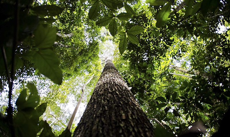 COP27: Governo da Noruega negocia aumentar repasses para proteção da Amazônia com Lula