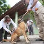 Dia D da campanha antirrábica para cães e gatos contará com 237 pontos de vacinação em Fortaleza; veja os locais