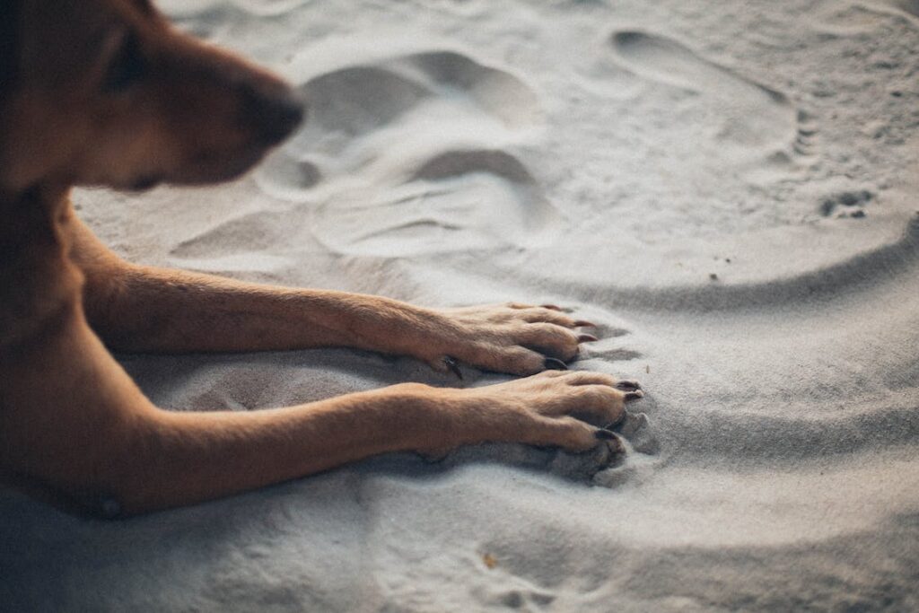 Mulher suspeita de envenenar cães é presa em flagrante em Acopiara