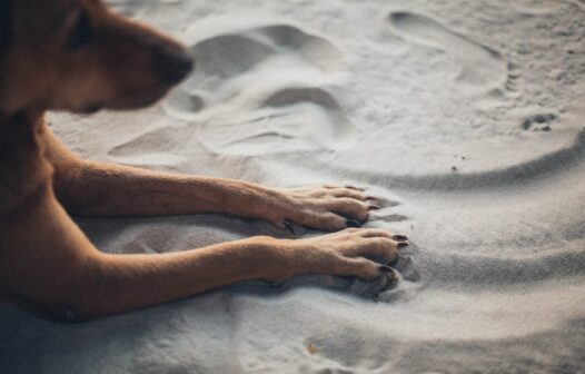 Mulher suspeita de envenenar cães é presa em flagrante em Acopiara