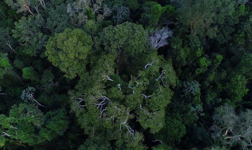 Na COP27, Brasil lista ações de sustentabilidade dos últimos 4 anos