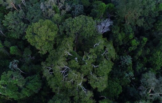 Na COP27, Brasil lista ações de sustentabilidade dos últimos 4 anos