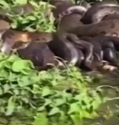 Pescador grava sucuri acasalando com mais de 10 machos ao mesmo tempo