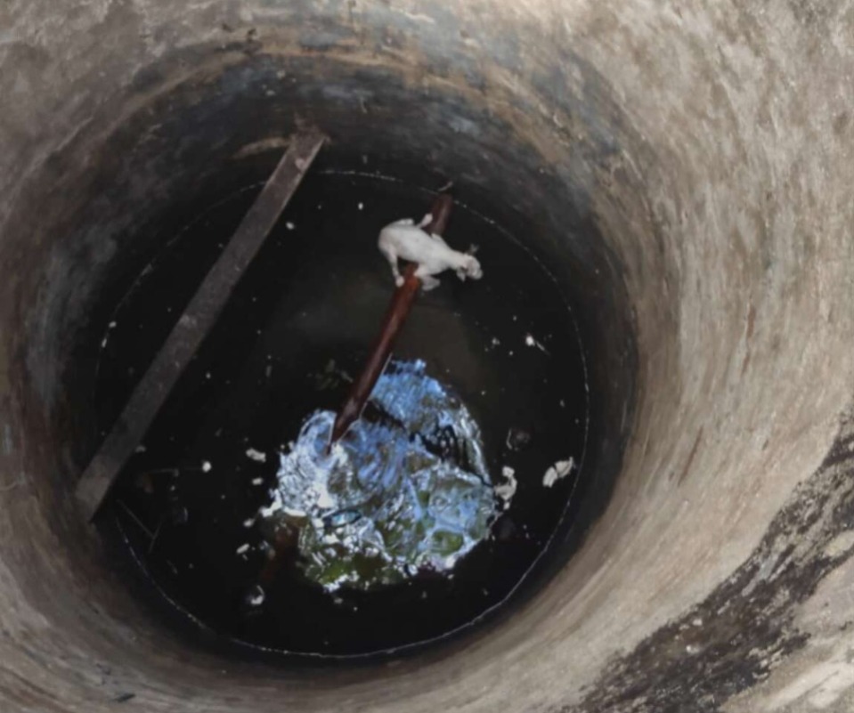 Bombeiros resgatam cão de cacimba em Sobral