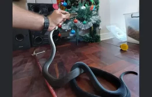 Família encontra cobra em árvore de Natal na hora de abrir os presentes