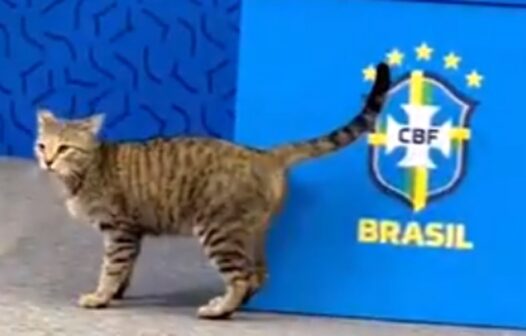 Gato invade entrevista de Vinícius Júnior no Catar, mas é retirado sem delicadeza