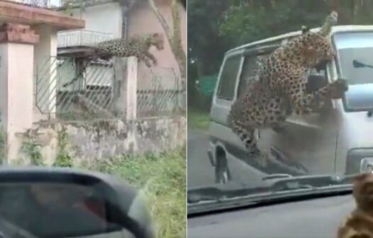 Leopardo aterroriza cidade, deixa 13 feridos e continua foragido