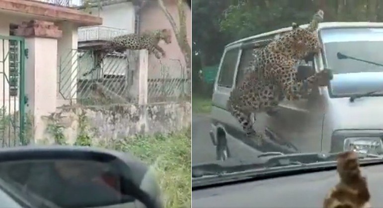 Leopardo aterroriza cidade, deixa 13 feridos e continua foragido