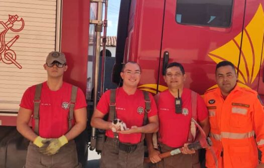 Filhote de gato é resgatado de tubulação de água pluvial pelo Corpo de Bombeiros