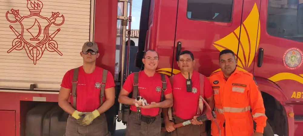 Filhote de gato é resgatado de tubulação de água pluvial pelo Corpo de Bombeiros