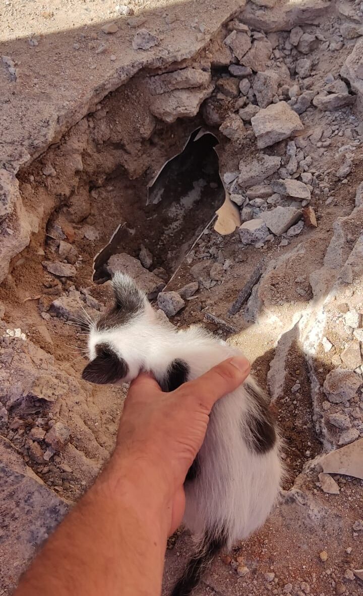 Filhote de gato é resgatado de tubulação de água pluvial pelo Corpo de Bombeiros