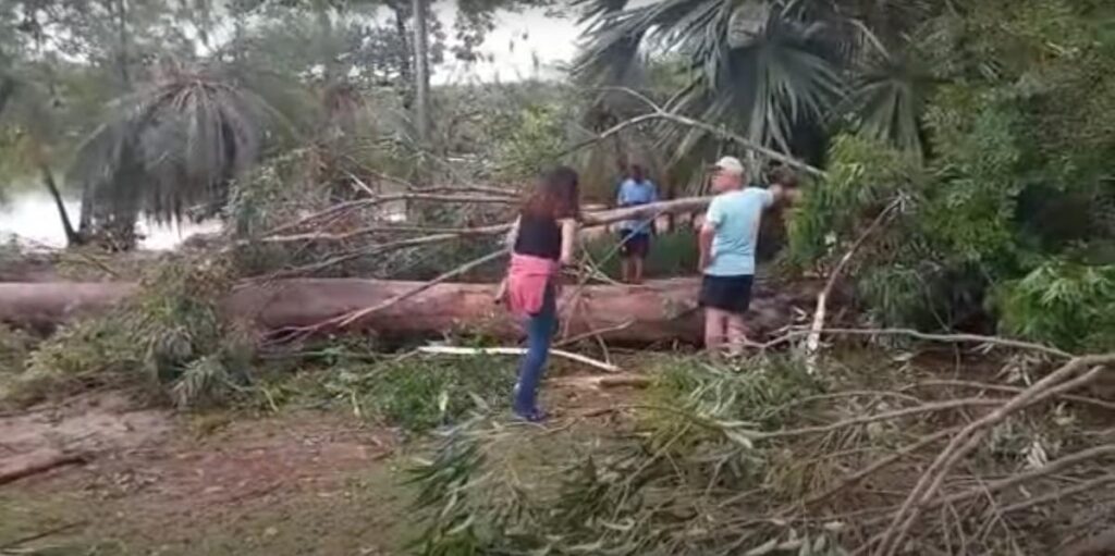 Criança morre ao ser atingida por árvore em Campinas