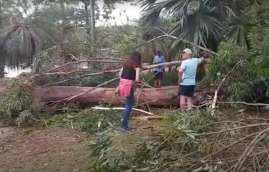 Criança morre ao ser atingida por árvore em Campinas