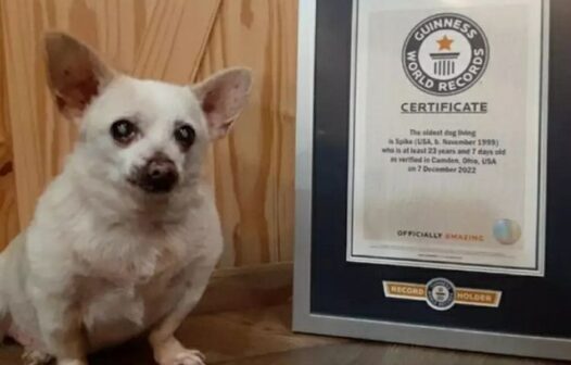 Chihuahua de 23 anos é agraciado com o título de cachorro mais velho do mundo