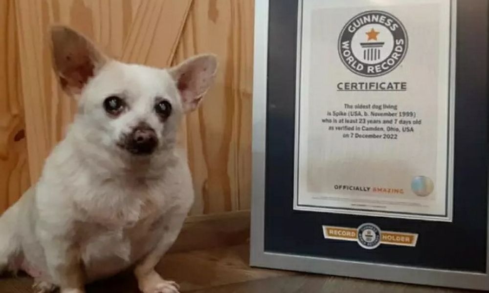 Chihuahua de 23 anos é agraciado com o título de cachorro mais velho do mundo