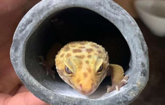 Homem suspeito de tráfico de animais silvestres foi preso em Fortaleza