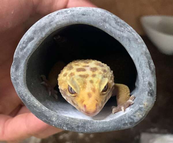 Homem suspeito de tráfico de animais silvestres foi preso em Fortaleza