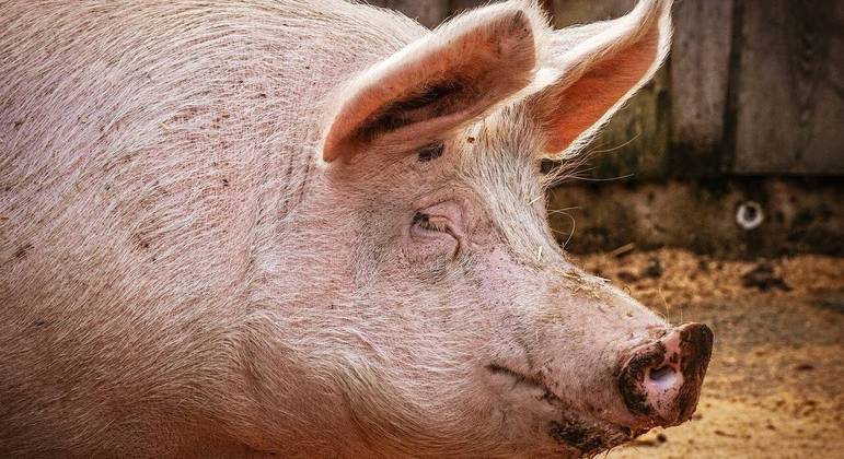 Porco mata açougueiro momentos antes de ser abatido, na China