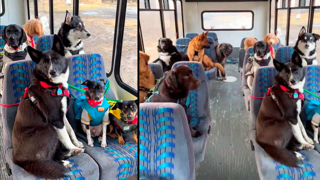 Vídeo de cachorros indo para a creche de ônibus viraliza nas redes