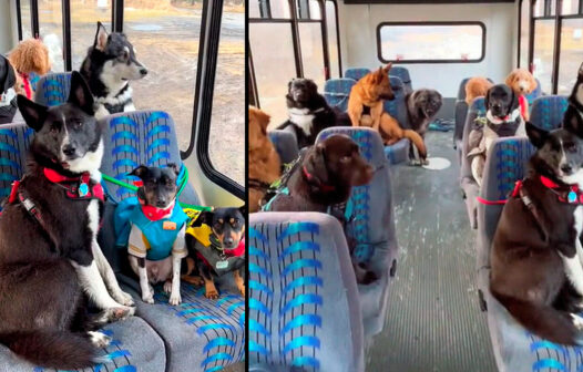 Vídeo de cachorros indo para a creche de ônibus viraliza nas redes