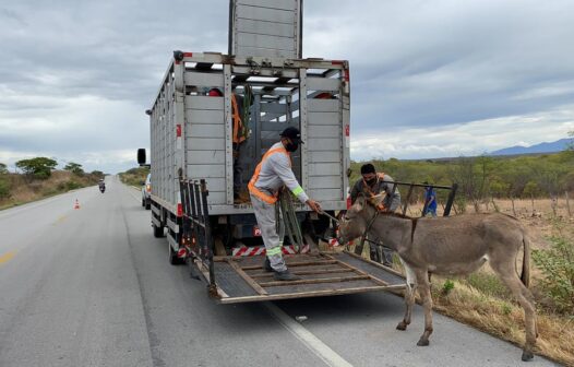 112 animais foram recolhidos das estradas cearenses durante o Carnaval