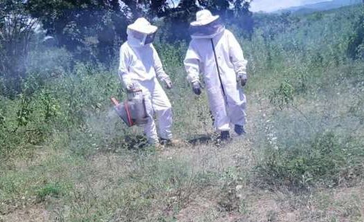 Agricultor morre no Ceará ao salvar criança picada por abelhas