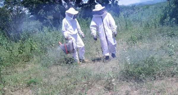 Agricultor morre no Ceará ao salvar criança picada por abelhas