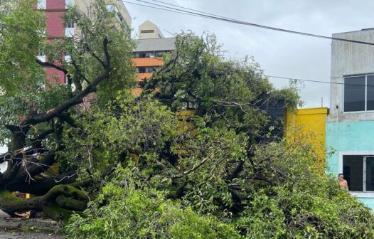 Árvore cai e deixa moradores sem energia em Fortaleza