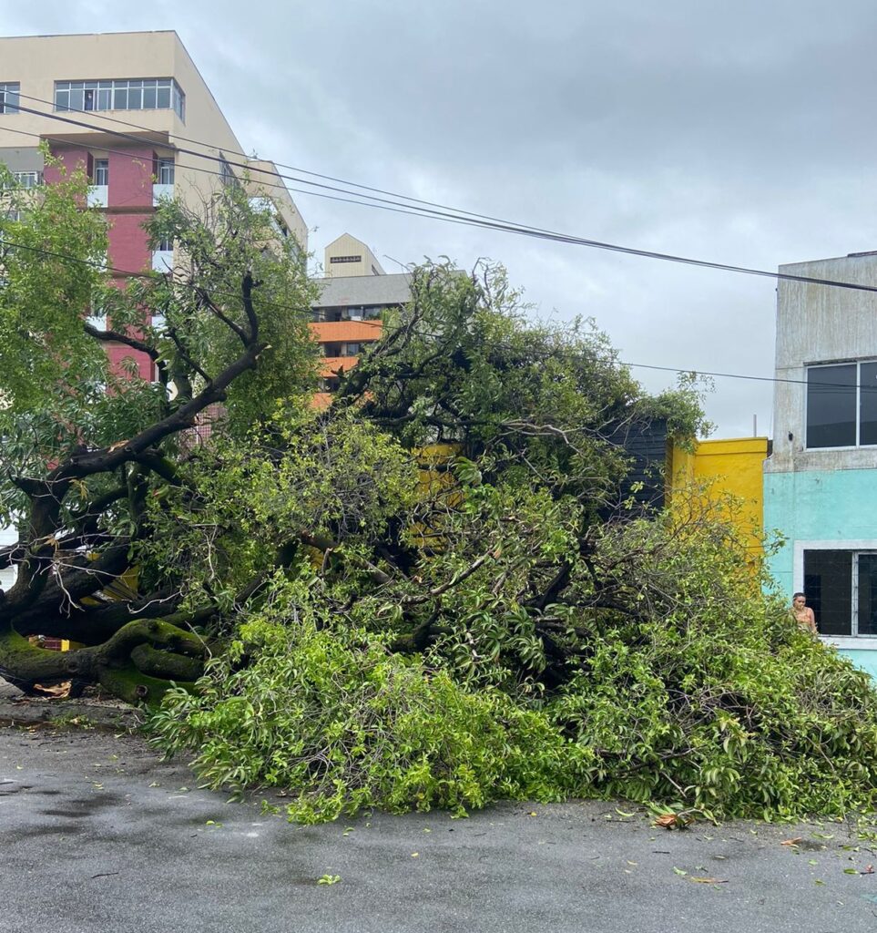 Árvore cai e deixa moradores sem energia em Fortaleza