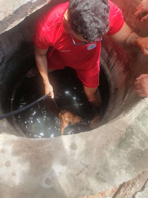 Bombeiros resgatam dois cães que caíram em um poço na Capital 