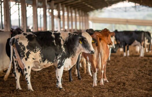 Brasil suspende vendas de carne bovina à China após confirmação de caso de vaca louca