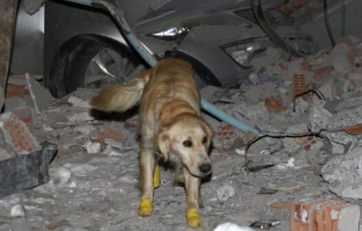 Cachorro é resgatado de escombros após terremoto na região da Turquia