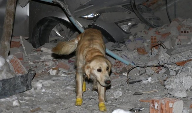 Cachorro é resgatado de escombros após terremoto na região da Turquia