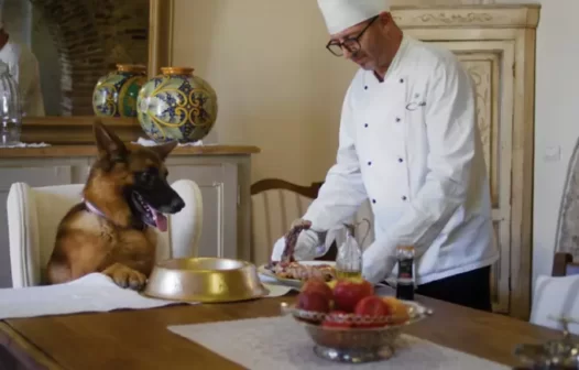 Cachorro milionário já comprou mansão de Madona e até mesmo time de futebol