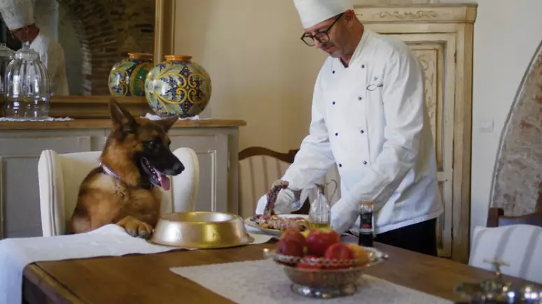 Cachorro milionário já comprou mansão de Madona e até mesmo time de futebol