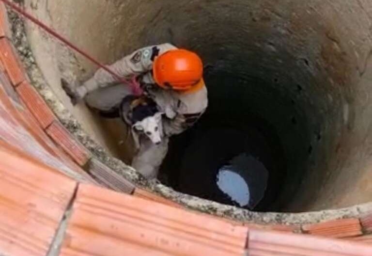 Cachorro que caiu em cacimba é resgatado por bombeiros em Itapipoca