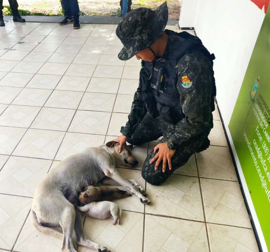 Cadela e filhotes abandonados em Milagres são resgatados por policiais militares