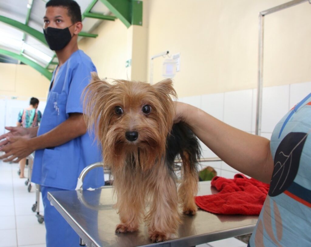 Clínica veterinária retoma agendamento on-line de consultas em Fortaleza; saiba como acessar