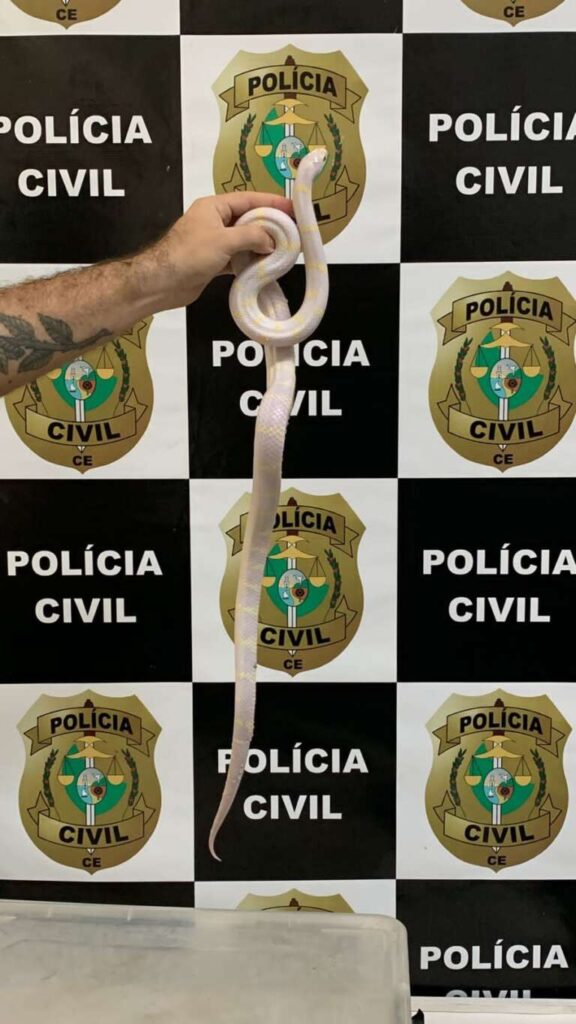 Estudante de medicina veterinária é preso em flagrante em posse de animais silvestres em Fortaleza