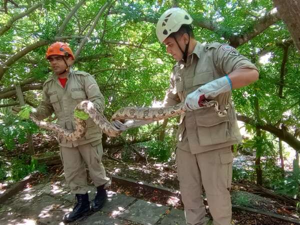 Jiboia de 2m que estava em pé de seriguela é resgatada em Santana do Cariri