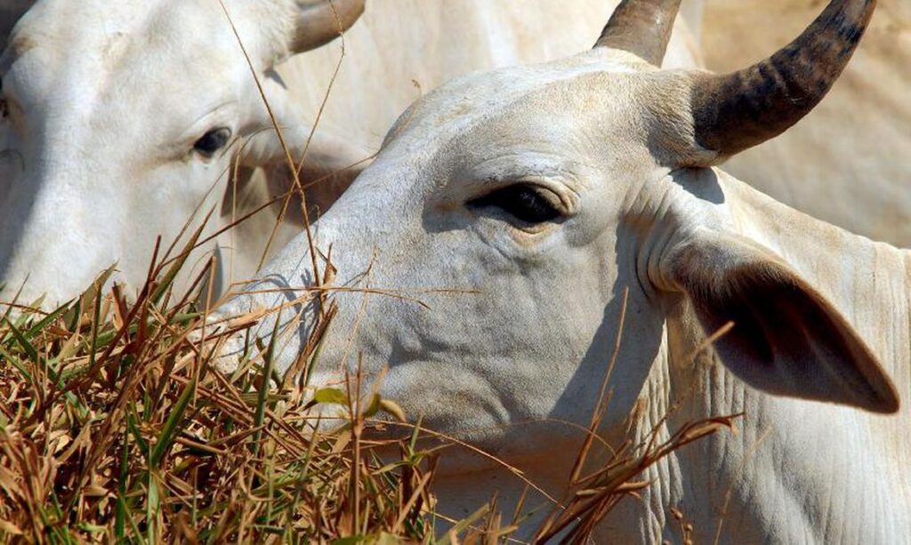 Ministério da Agricultura investiga caso suspeito de doença da vaca louca